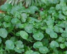 Load image into Gallery viewer, Asian Centella (Gotu Kola, Brahmi) - Hydrocotyle Asiatica L.