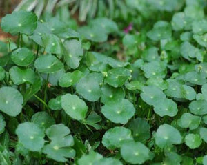 Asian Centella (Gotu Kola, Brahmi) - Hydrocotyle Asiatica L.