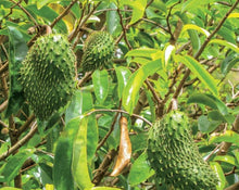 Load image into Gallery viewer, Soursop (Graviola) Leaf - Annona muricata