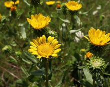 Load image into Gallery viewer, Grindelia - Grindelia robusta Nut.