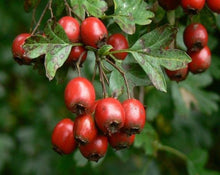 Load image into Gallery viewer, Hawthorne Leaf - Crataegus Oxyacantha L.