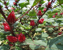Load image into Gallery viewer, Hibiscus Tea - Hibiscus sabdariffa L.