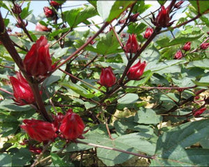 Hibiscus Tea - Hibiscus sabdariffa L.