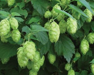 Hops Flower - Humulus Lupulus