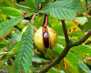Castanha da India (Horse Chestnut) - Aesculus Hippocastanum
