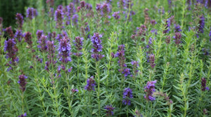 Hyssop Tea - Hyssopus officinalis L.