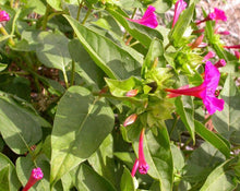 Load image into Gallery viewer, Jalapa Root - Convolvulus Operculata