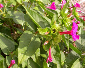 Jalapa Root - Convolvulus Operculata