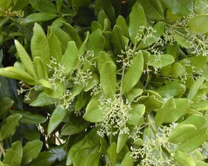 Jamaica Pepper (Allspice)- Pimenta Officinalis