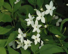 Load image into Gallery viewer, Jasmine Tea - Jasminum Officinale L.