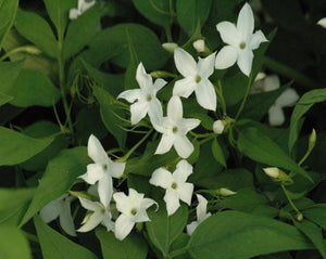 Jasmine Tea - Jasminum Officinale L.