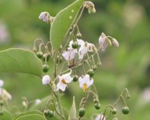 Jurubeba Tea - Solanum paniculatum