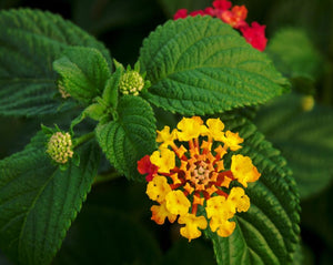 Lantana (Cambara) - Lantana Camara L.