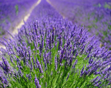 Load image into Gallery viewer, Lavender Tea - Lavandula Officinalis