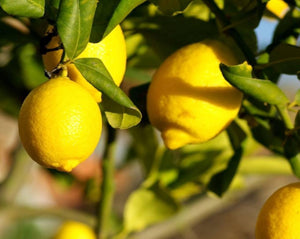 Lemon Peel Tea - Citrus Limon