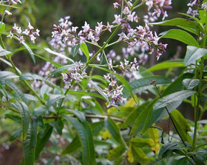 Lemon Verbena Leaf - Verbena Triphylla L.
