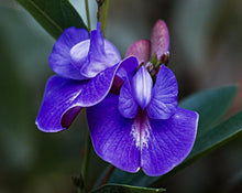 Load image into Gallery viewer, Licorice (Alcacuz) Root Tea - Periandra dulcis Bentham
