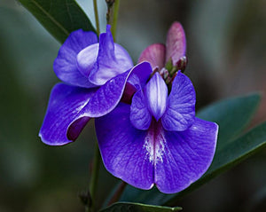 Licorice (Alcacuz) Root Tea - Periandra dulcis Bentham
