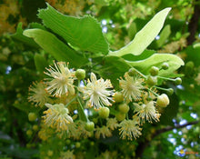 Load image into Gallery viewer, Linden Tea - Tilia cordata Miller