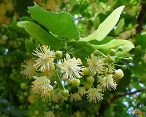 Linden Tea - Tilia cordata Miller