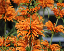Load image into Gallery viewer, Lion&#39;s Ear (Klip Dagga) - Leonotis Nepetafolia