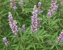 Load image into Gallery viewer, Liquorice - Glycyrrhiza Glabra L.