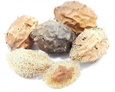 Luffa Sponge - Luffa Operculata C.