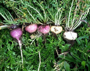Maca Powder - Lepidium meyenii Walp