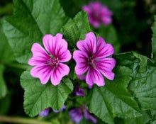 Load image into Gallery viewer, Common Mallow (Malva) Flower - Malva Sylvestris L.