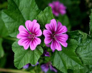 Common Mallow (Malva) Leaf - Malva Sylvestris L.