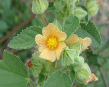 Load image into Gallery viewer, White Malva - Sida Cordifolia L.