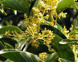 Marapuama Bark - Ptychopetalum olacoides B.