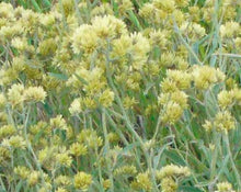 Load image into Gallery viewer, Macela Tea - Achyroclyne Satureoides
