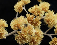 Load image into Gallery viewer, Macela Tea - Achyroclyne Satureoides