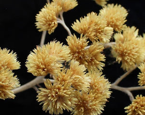 Macela Tea - Achyroclyne Satureoides