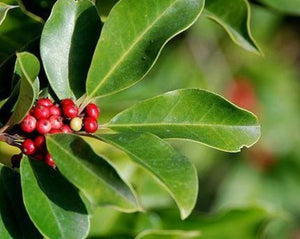 Yerba Mate (Green) - Ilex paraguariensis