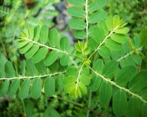 Quebra Pedra (Meniran) Leaf - Phyllanthus niruri L.
