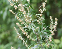 Load image into Gallery viewer, Common Mugwort Tea - Absinthium ponticum B.
