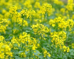 Mustard Seed - Sinapis Alba L.