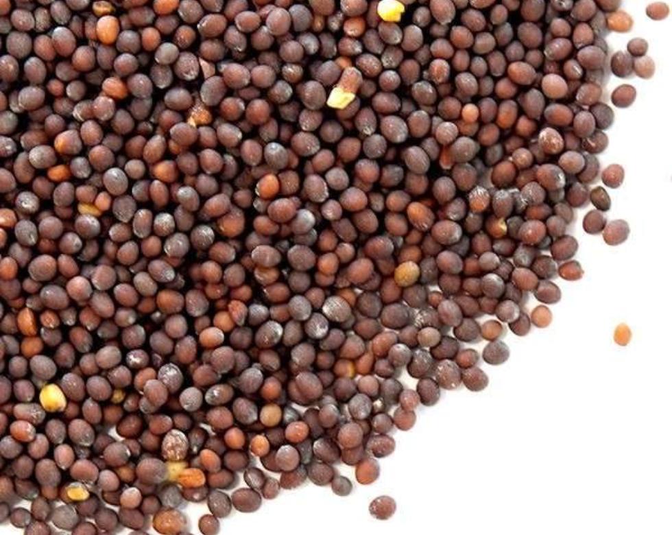 The Mustard Seeds ☆III The Mustard Seeds ☆III Black Mustard Seeds Whole Organic - Brown