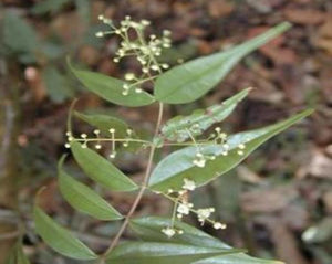 Myrcia Leaf - Myrcia sphaerocarpa