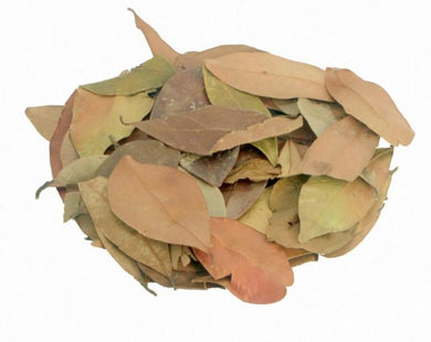 Myrcia Leaf - Myrcia sphaerocarpa