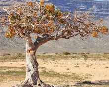 Load image into Gallery viewer, Myrrh Gum - Commiphora myrrha Engl.
