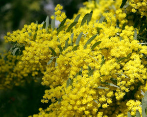 Arnica (Goldenrod) Tea - Solidago microglossa