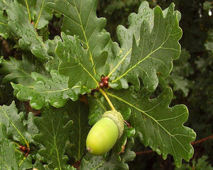Oak Bark Tea - Quercus robur L.