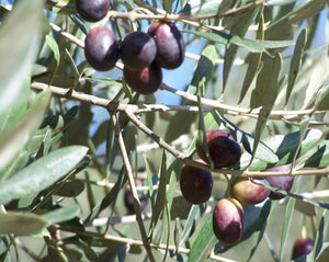 Olive Leaf - Olea europaea L.