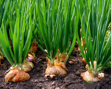 Load image into Gallery viewer, Onion Flakes - Allium Cepa