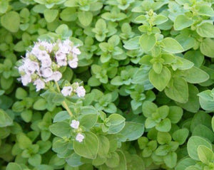 Oregano Leaf - Origanum vulgare L.