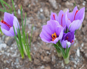 Oriental saffron - Crocus sativus L.