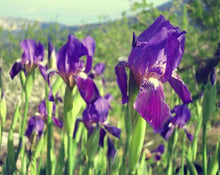 Load image into Gallery viewer, Orris Root - Iris Florentina L.